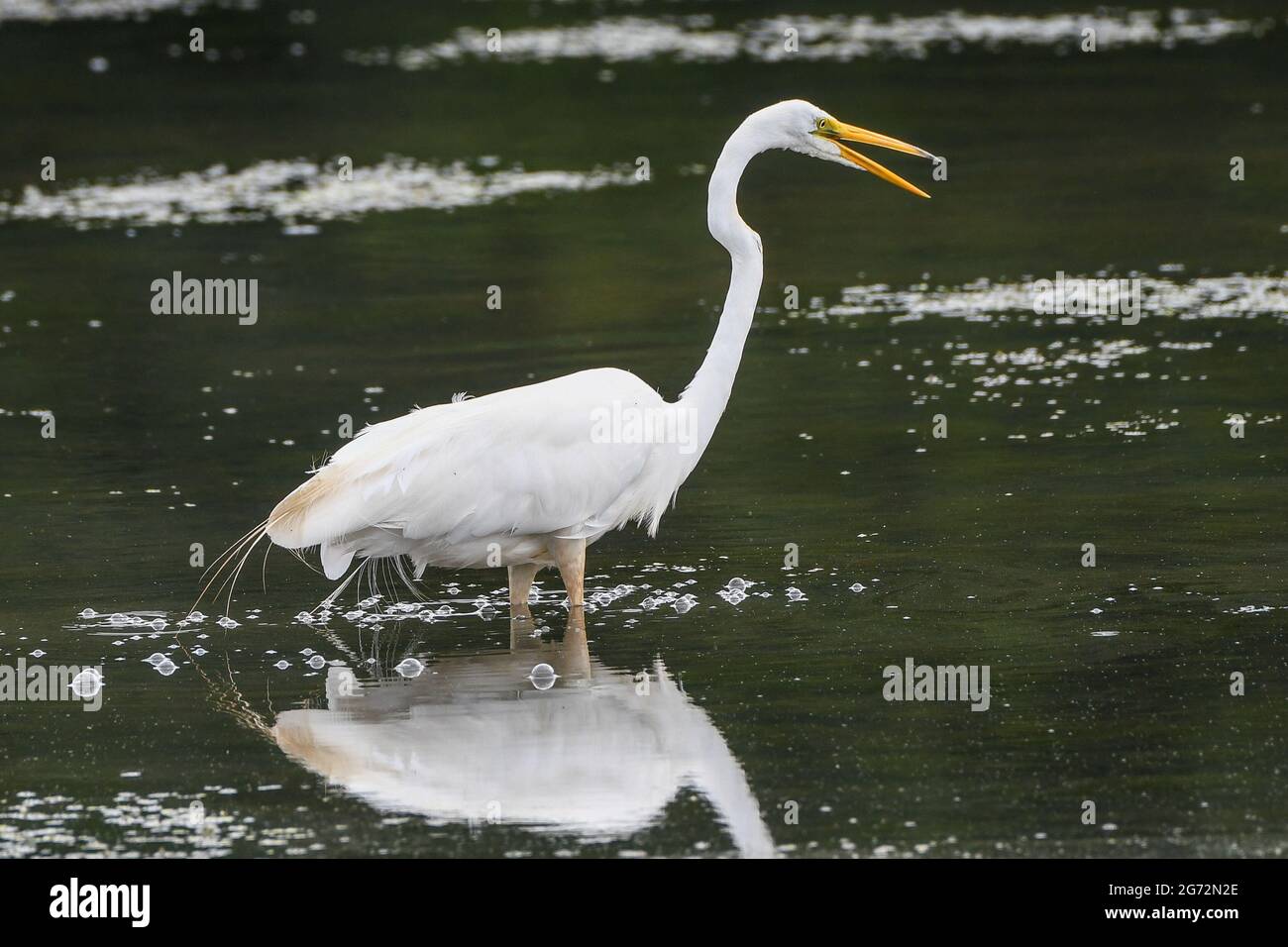 Grand Egret blanc - Ardea alba ou Ardea alba egretta - aigrette commun - grand aigreet - grand héron blanc Banque D'Images
