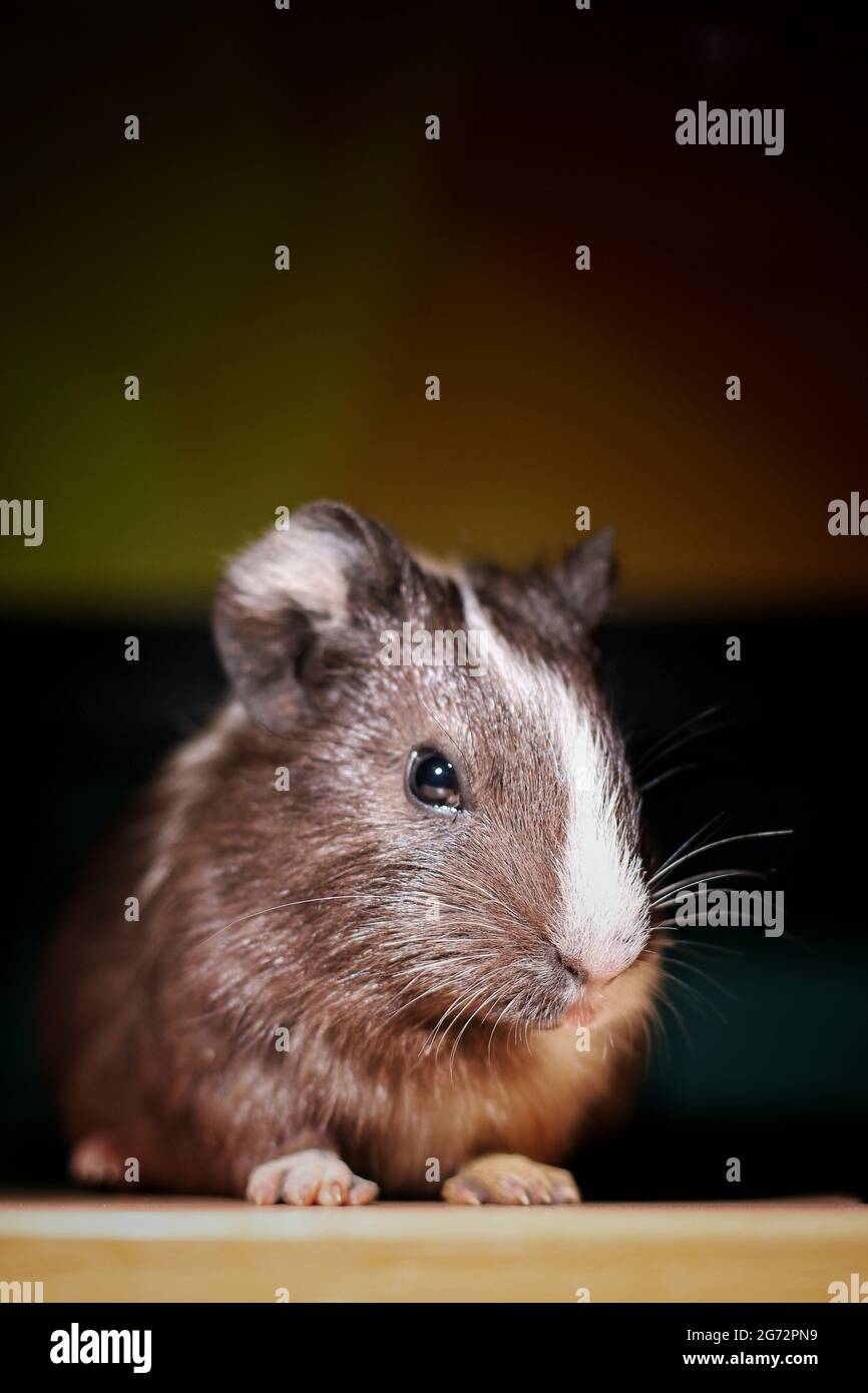 Beau Et Mignon Est Un Bebe De Lapin Brun Photo Stock Alamy