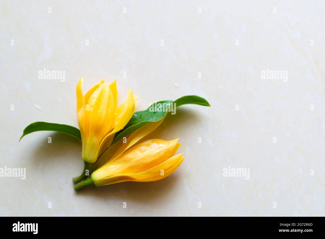 Deux fleurs à fleurs de couleur jaune avec des feuilles sur la surface avec un fond blanc. Ces fleurs sont appelées Michelia champaca aussi connu sous le nom de sonchampaca Banque D'Images