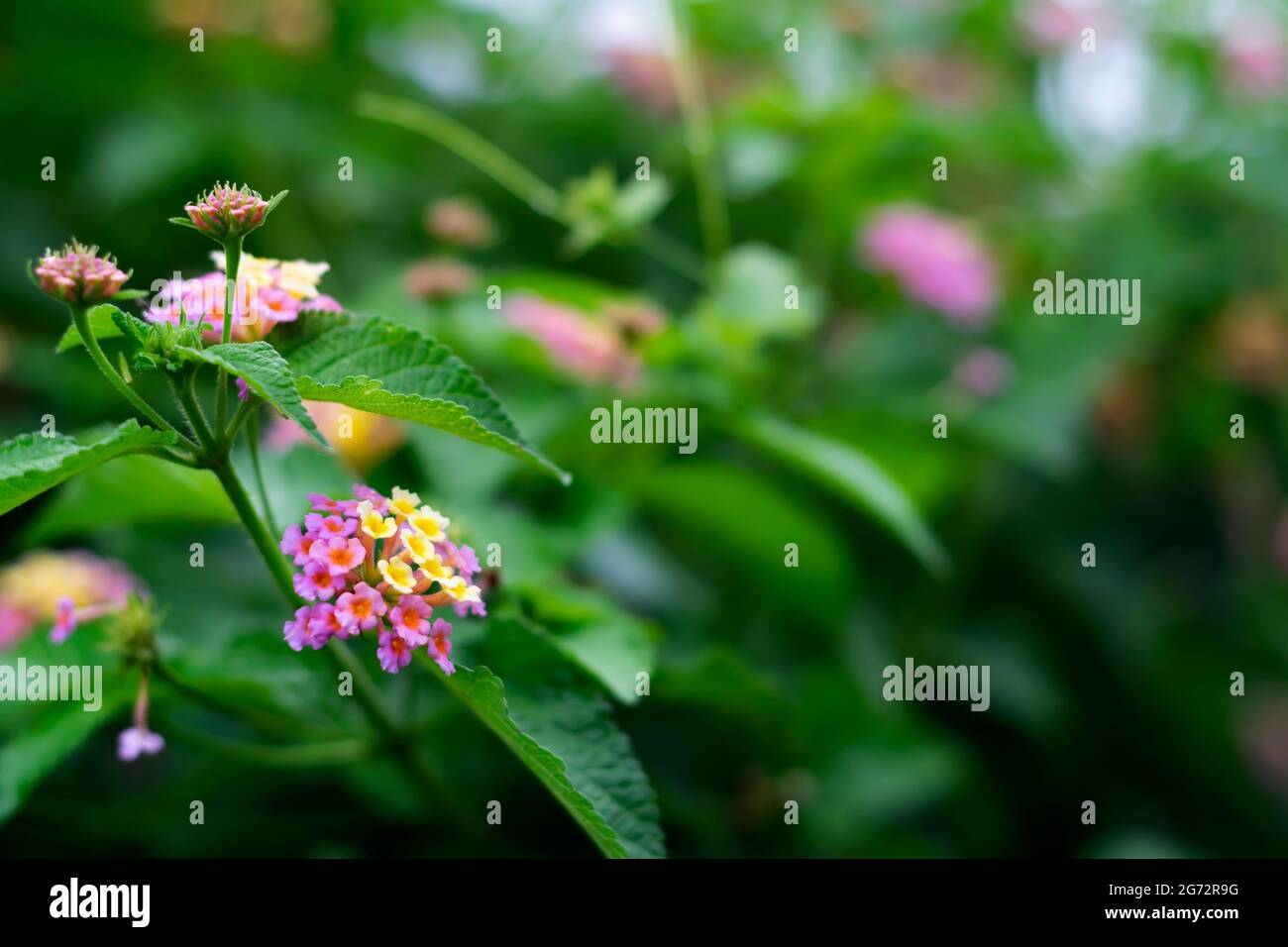 Appareil photo Lantana inflorescence ombel colorée de fleurs sur la plante avec foyer sélectif et espace de copie. Banque D'Images