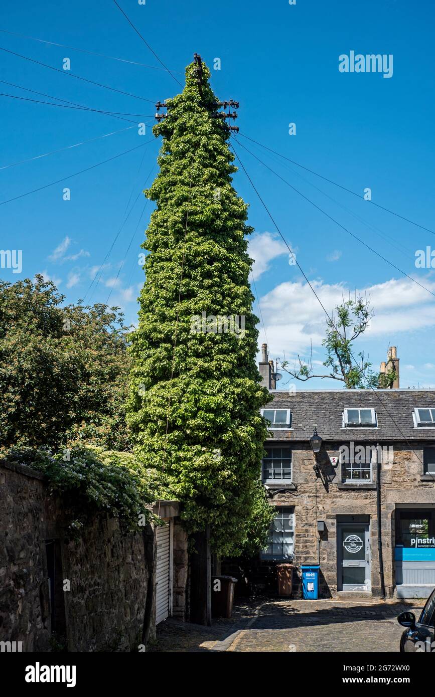 Ivy grandit sur un poteau téléphonique dans la nouvelle ville d'Édimbourg. Banque D'Images