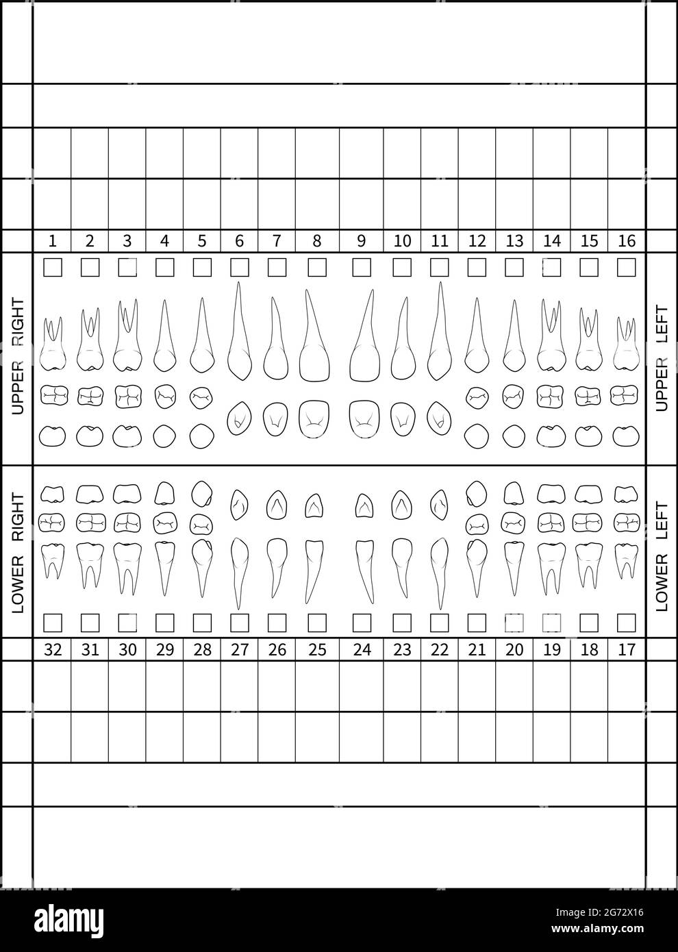 Tableau dentaire. Dents humaines avec tableau de numérotation des racines pour les dents adultes. Système de numérotation des dentistes. Vecteur. Illustration. Illustration de Vecteur