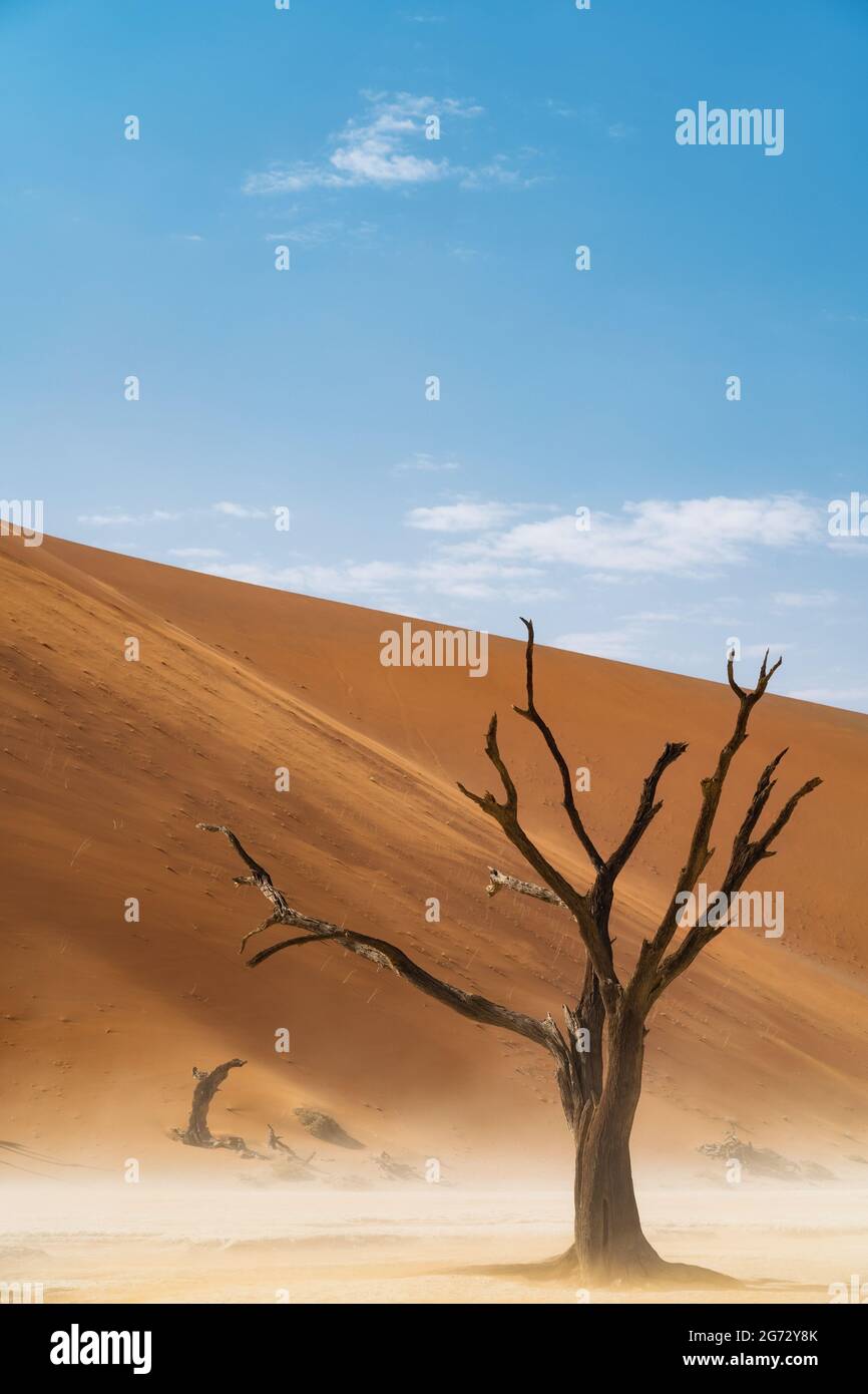 Arbre Camelthorn mort contre les dunes de sable à Deadvlei, parc national Namib-Naukluft, Namibie. Banque D'Images