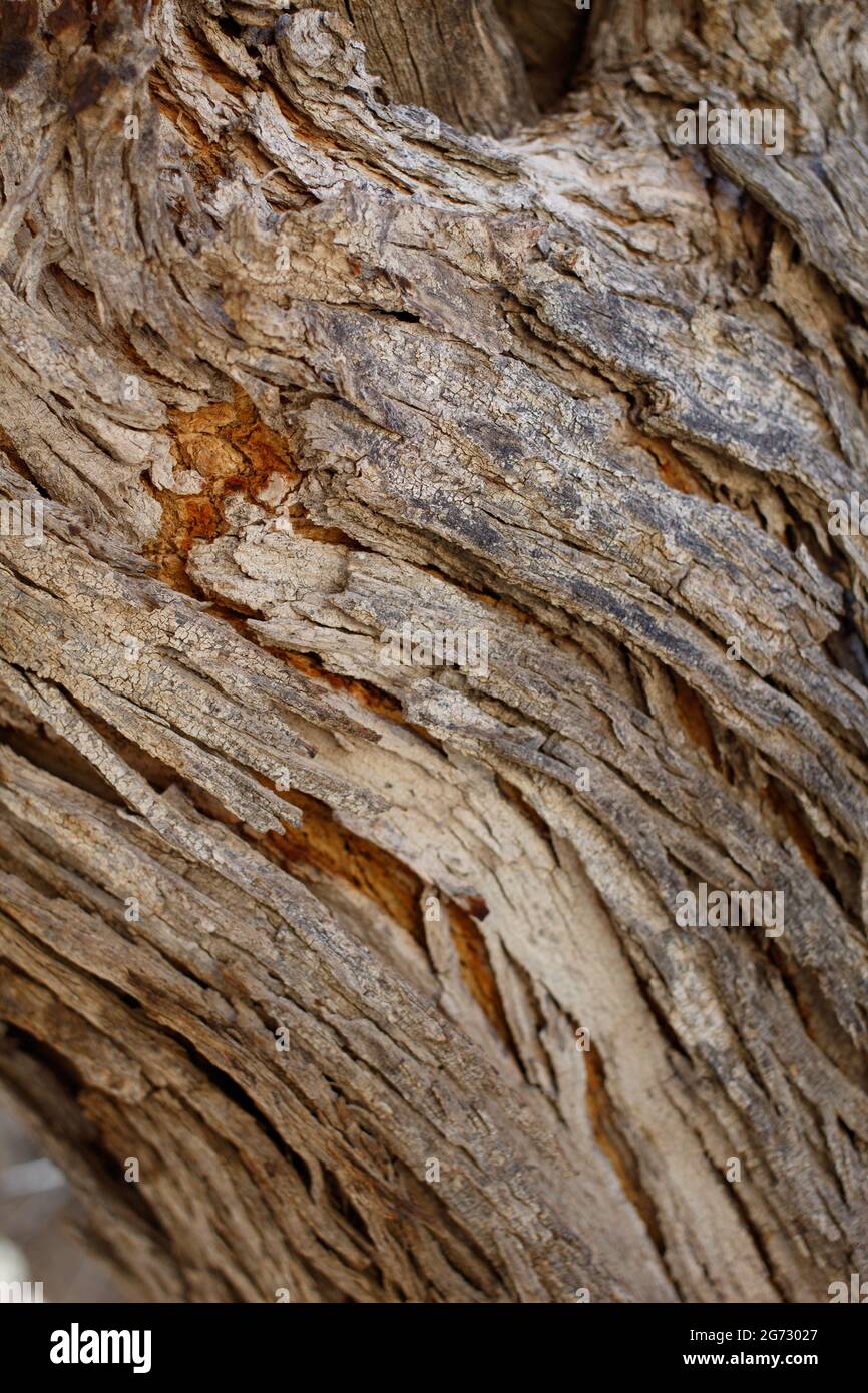 L'écorce de l'arête hernie exfoliante du Desert Ironwood, Olneya Tesota, Fabaceae, originaire du parc national de Joshua Tree, Colorado Desert, Springtime. Banque D'Images