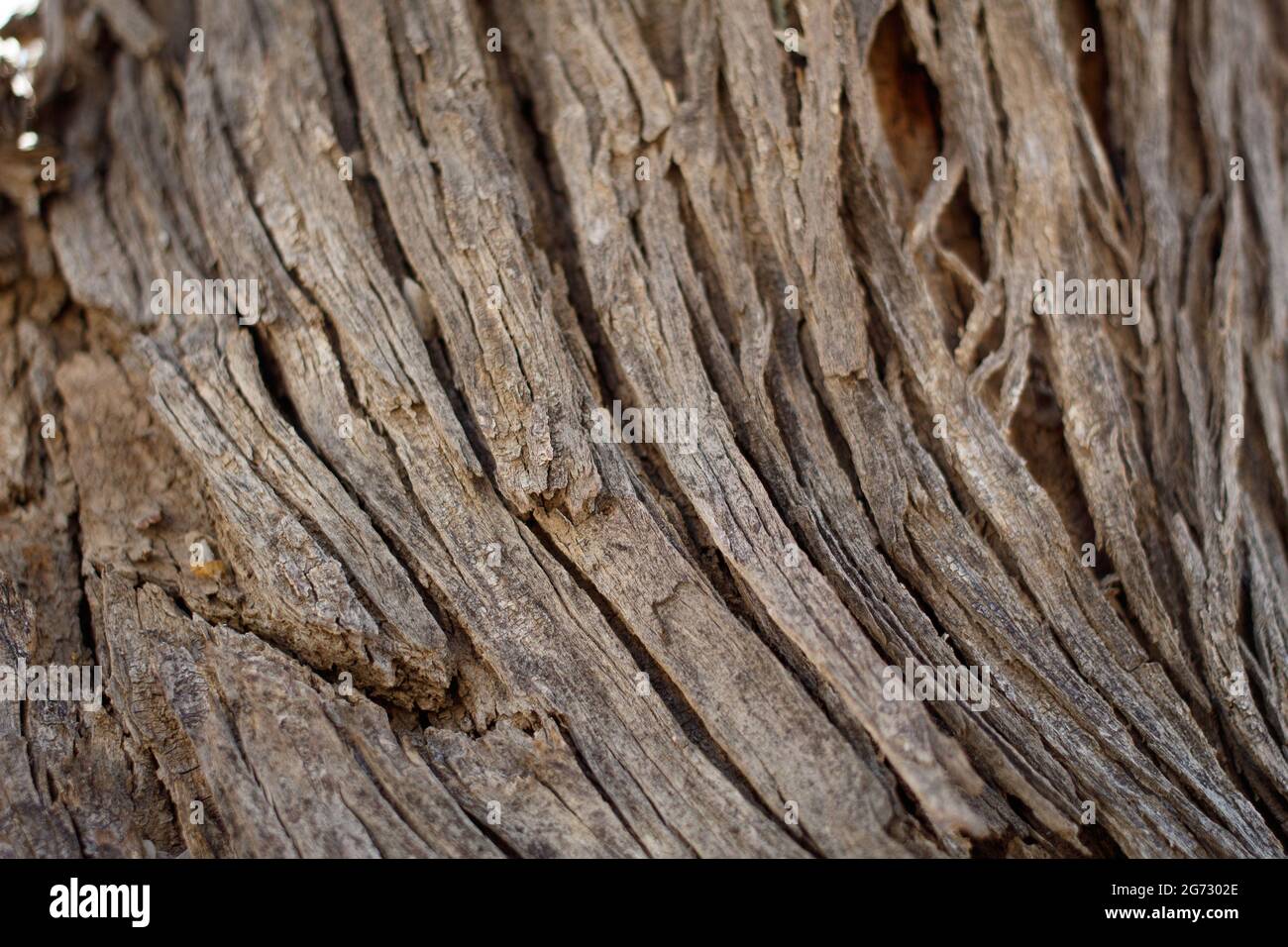 L'écorce de l'arête hernie exfoliante du Desert Ironwood, Olneya Tesota, Fabaceae, originaire du parc national de Joshua Tree, Colorado Desert, Springtime. Banque D'Images