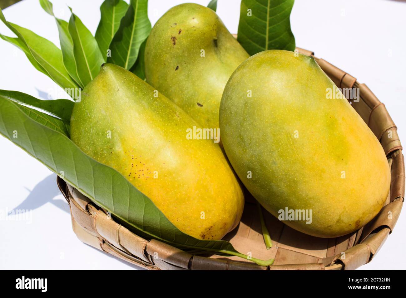 Délicieuse variété de Kesar Mango provenant de parties du Gujarat et du maharastra. Forêt de GIR célèbre espèce de roi des mangues de fruits appelé Kesar keri mangue avec M. Banque D'Images