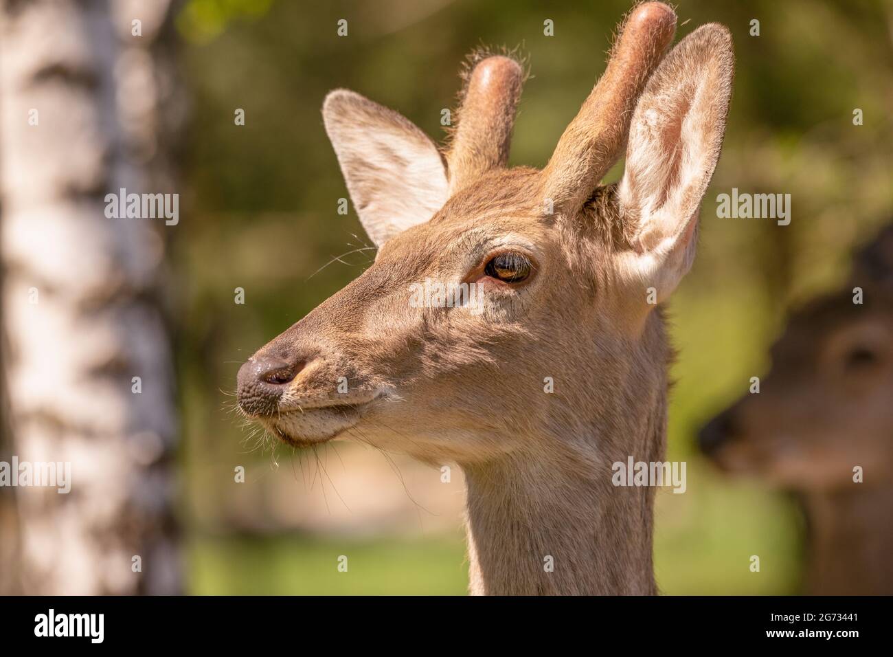 Jeune cerf rouge mâle avec petites cornes. Banque D'Images