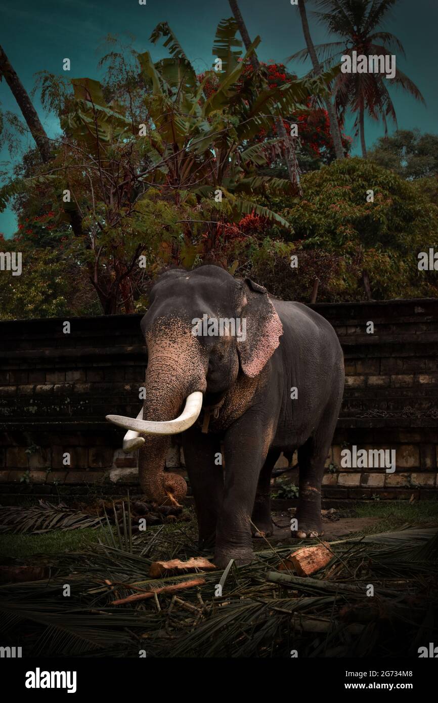 Un éléphant à Sri Daladamaligawa Kandy. Temple de la relique de la dent sacrée, communément appelé le ශ්‍රී දළදා මාළිගාව, est un temple bouddhiste à Kandy, Sri Lanka. Il est situé dans le complexe du palais royal de l'ancien Royaume de Kandy, qui abrite la relique de la dent du Bouddha. Sri Lanka. Banque D'Images