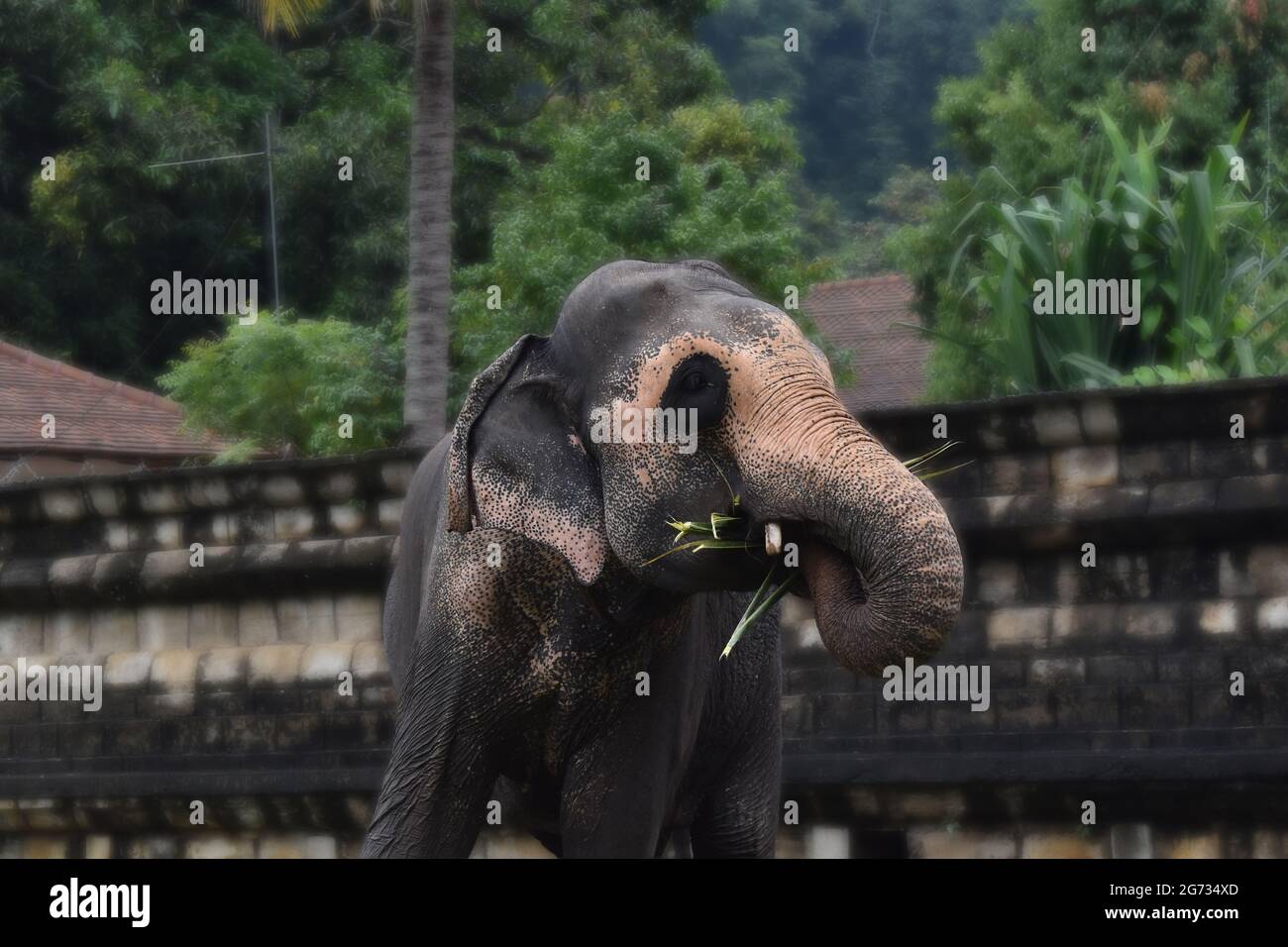 Un éléphant à Sri Daladamaligawa Kandy. Temple de la relique de la dent sacrée, communément appelé le ශ්‍රී දළදා මාළිගාව, est un temple bouddhiste à Kandy, Sri Lanka. Il est situé dans le complexe du palais royal de l'ancien Royaume de Kandy, qui abrite la relique de la dent du Bouddha. Sri Lanka. Banque D'Images