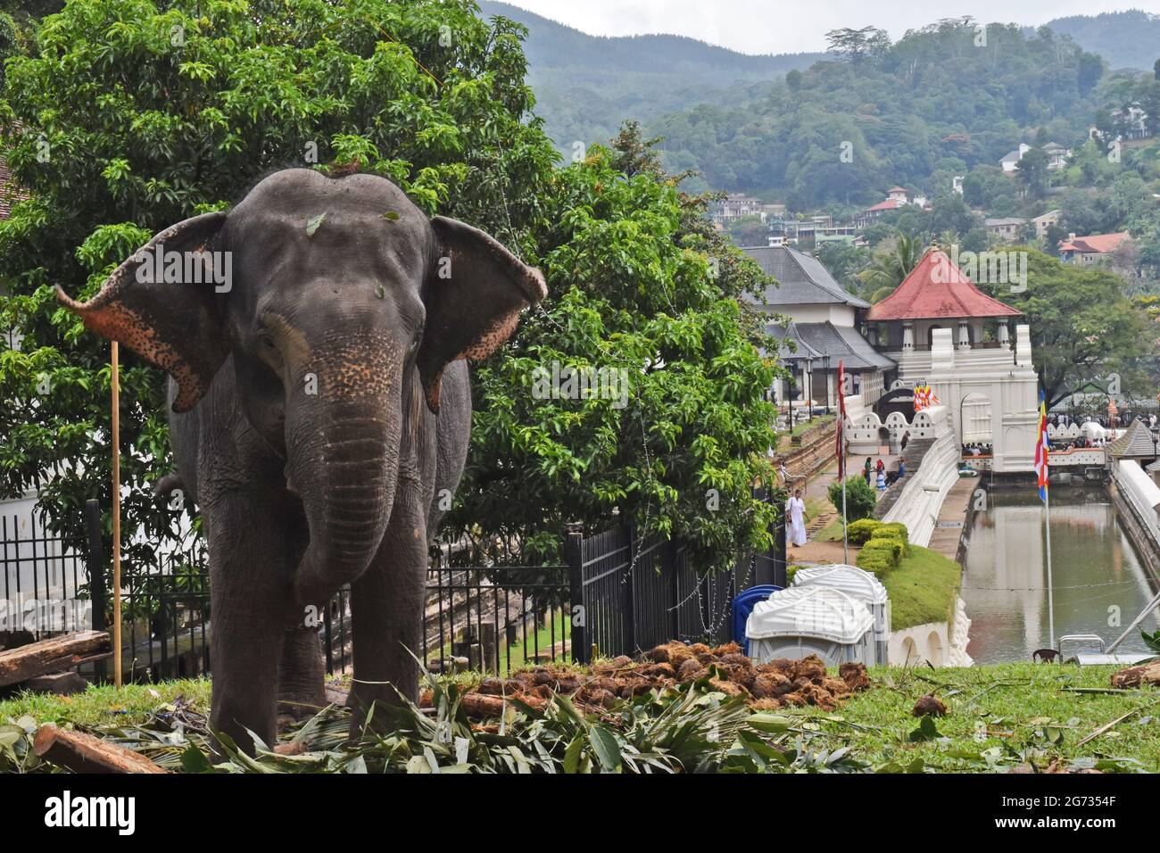 Un éléphant à Sri Daladamaligawa Kandy. Temple de la relique de la dent sacrée, communément appelé le ශ්‍රී දළදා මාළිගාව, est un temple bouddhiste à Kandy, Sri Lanka. Il est situé dans le complexe du palais royal de l'ancien Royaume de Kandy, qui abrite la relique de la dent du Bouddha. Sri Lanka. Banque D'Images