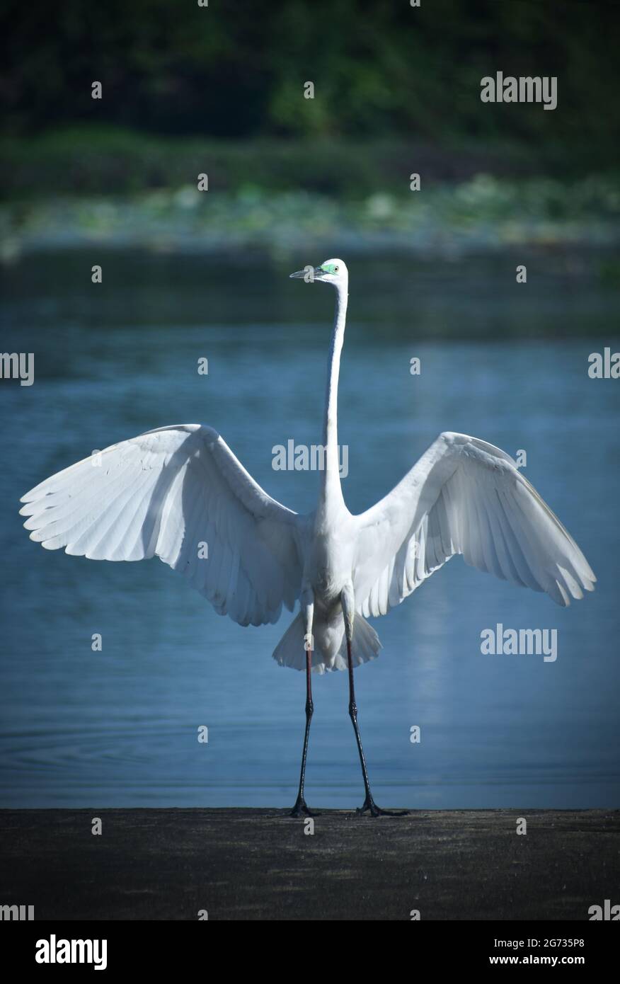 L'égret intermédiaire, l'égret médian, l'égret plus petit ou l'égret à bec jaune (Ardea intermedia) est un héron de taille moyenne. Certains taxonomistes placent l'espèce dans le genre Egretta ou Mesophoyx. Sri Lanka. Banque D'Images