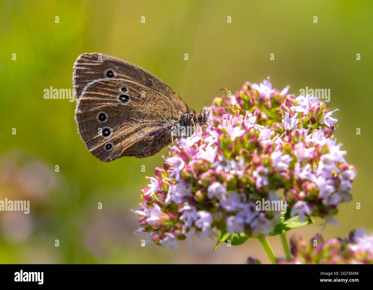 Un beau papillon brun se trouve sur un origan fleuri. Banque D'Images