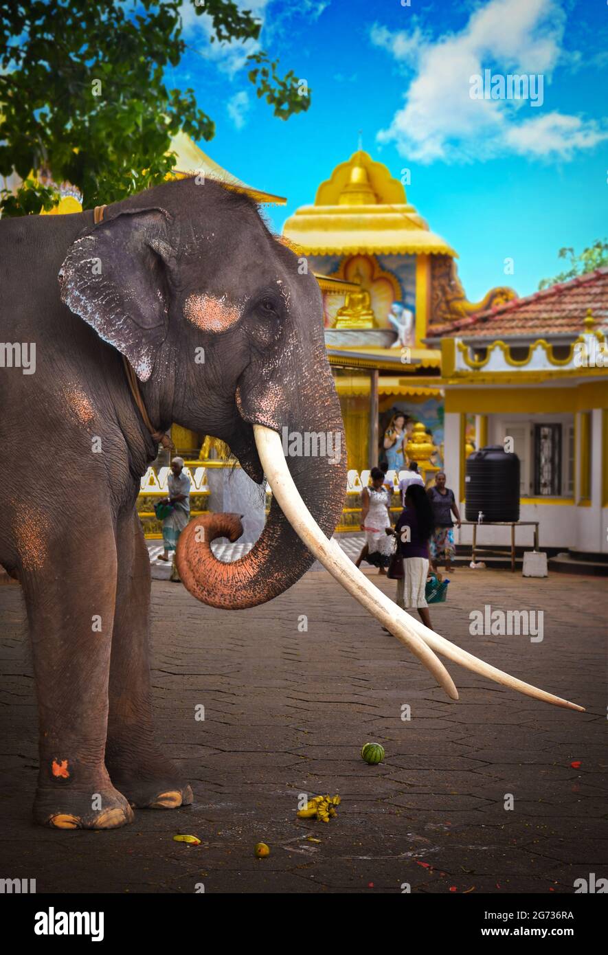 Un éléphant à Sri Daladamaligawa Kandy. Temple de la relique de la dent sacrée, communément appelé le ශ්‍රී දළදා මාළිගාව, est un temple bouddhiste à Kandy, Sri Lanka. Il est situé dans le complexe du palais royal de l'ancien Royaume de Kandy, qui abrite la relique de la dent du Bouddha. Sri Lanka. Banque D'Images