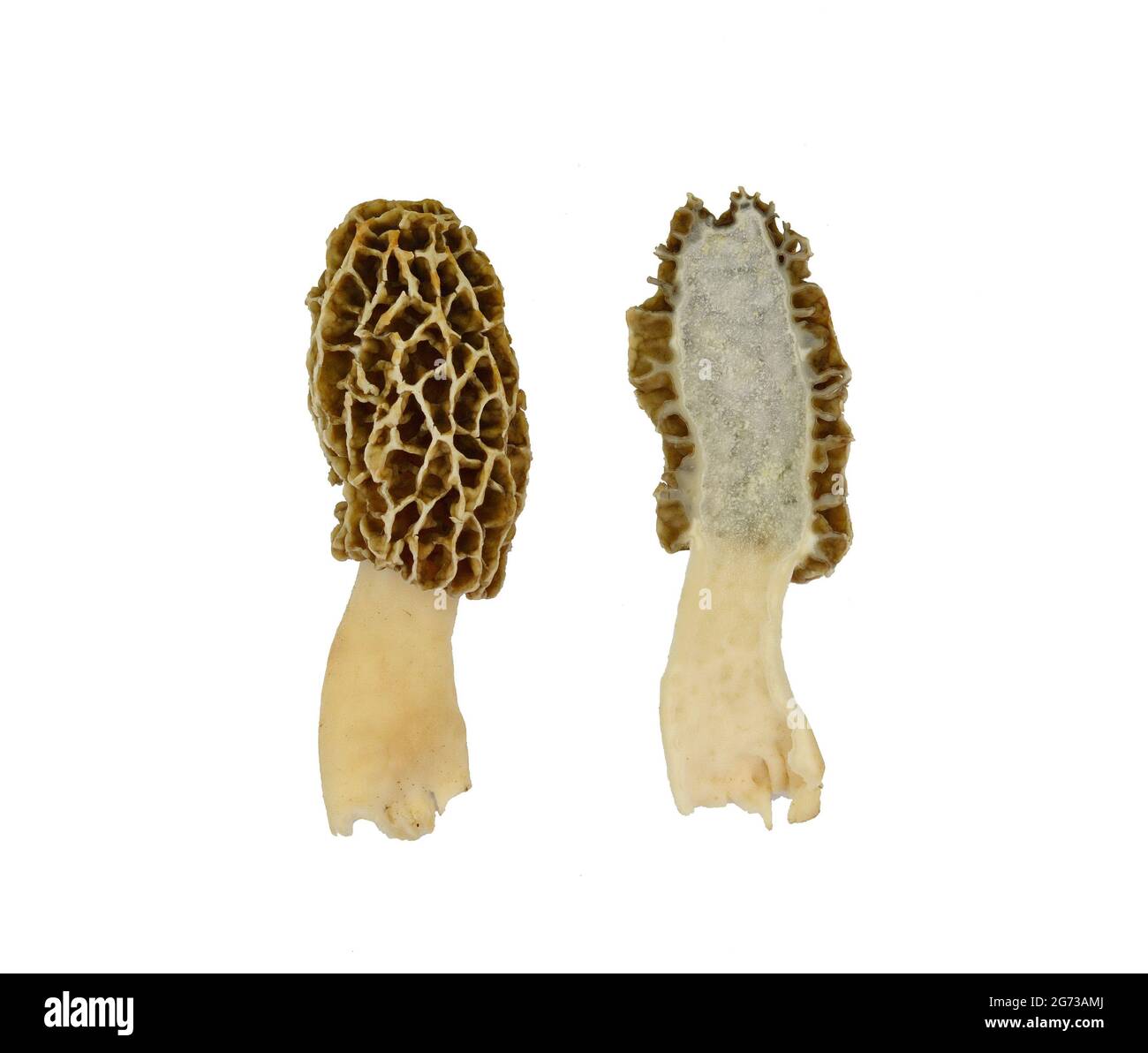 Section longitudinale champignon Morel, son nom scientifique est