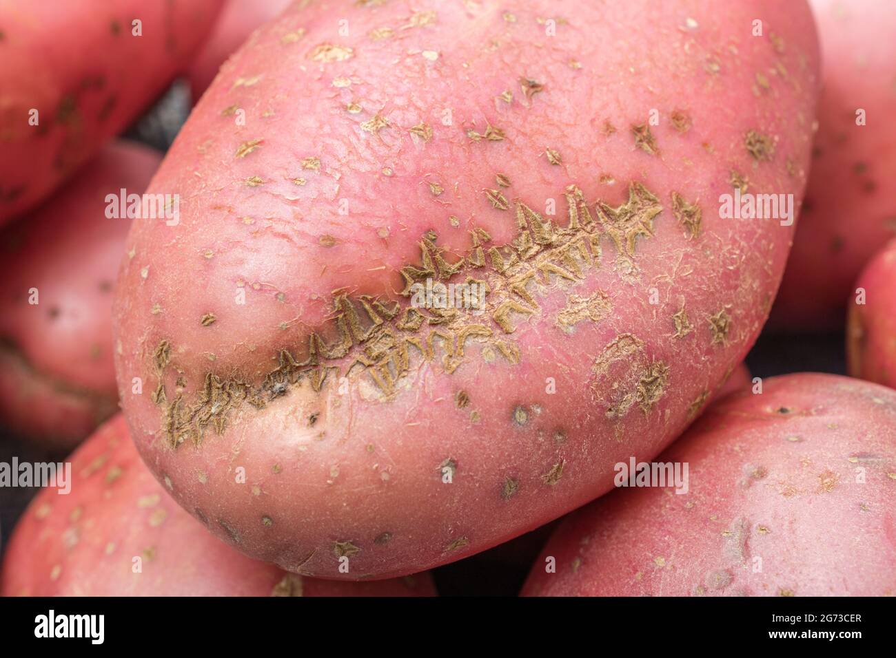 Pomme de terre rouge / rousse cultivée au Royaume-Uni. Les pommes de terre ont une maladie présente [qui peut être la gale commune, ou peut-être la gale poudreuse]. Banque D'Images