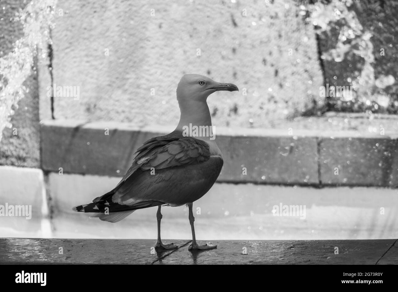 Echelle de gris de la mouette noire Larus (Larus marinus) oiseau sur un fond flou de fontaine d'eau Banque D'Images