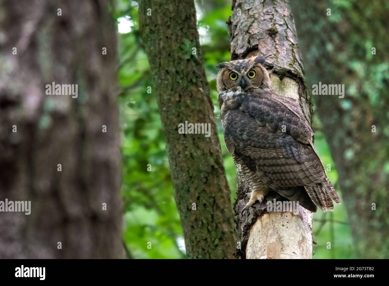 Grand-duc d'Amérique (Bubo virginianus) - Brevard, North Carolina, États-Unis Banque D'Images