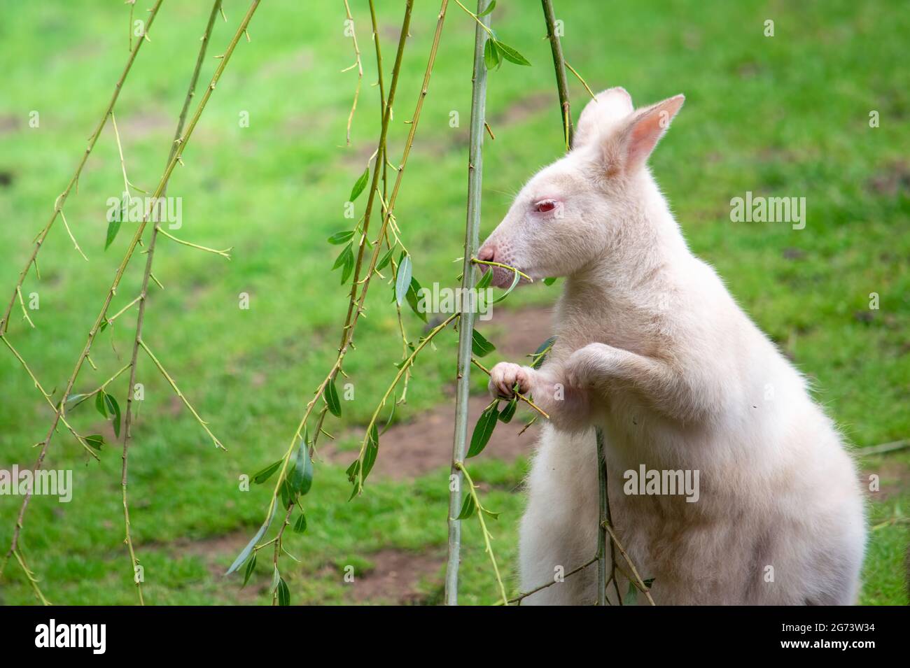 Wallaby blanc avec les yeux rouges se nourrissant des feuilles. Banque D'Images