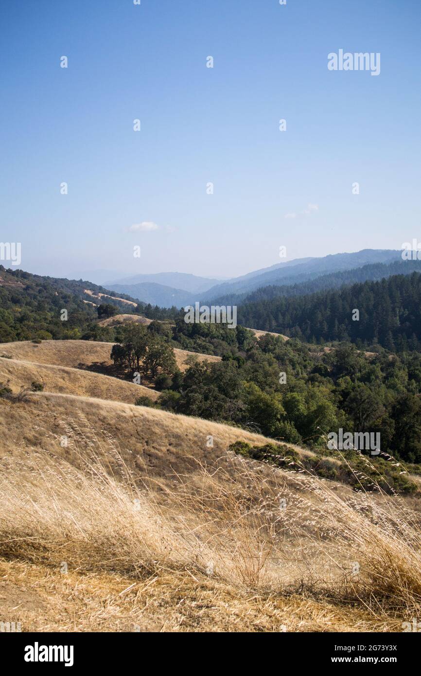 Vue sur les montagnes et la vallée de Santa Cruz depuis la réserve de Monte Bello (Los Altos), ciel bleu, brume rêveuse, arbres, herbes, montagnes, vallée Banque D'Images