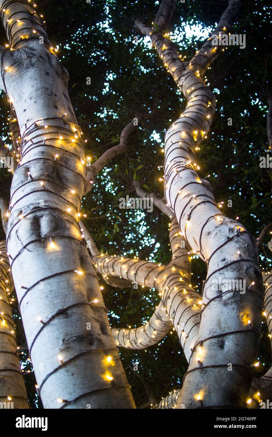 Des guirlandes de fée enveloppées autour du tronc et des branches d'un arbre à San Francisco, en automne. Banque D'Images