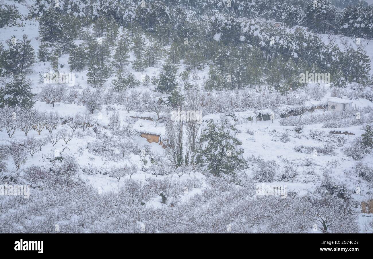 Champs d'arbres fruitiers et forêts près du village d'Ulldémolir pendant une chute de neige hivernale (Priorat, Tarragone, Catalogne, Espagne) ESP: Campos de árboles frutales Banque D'Images