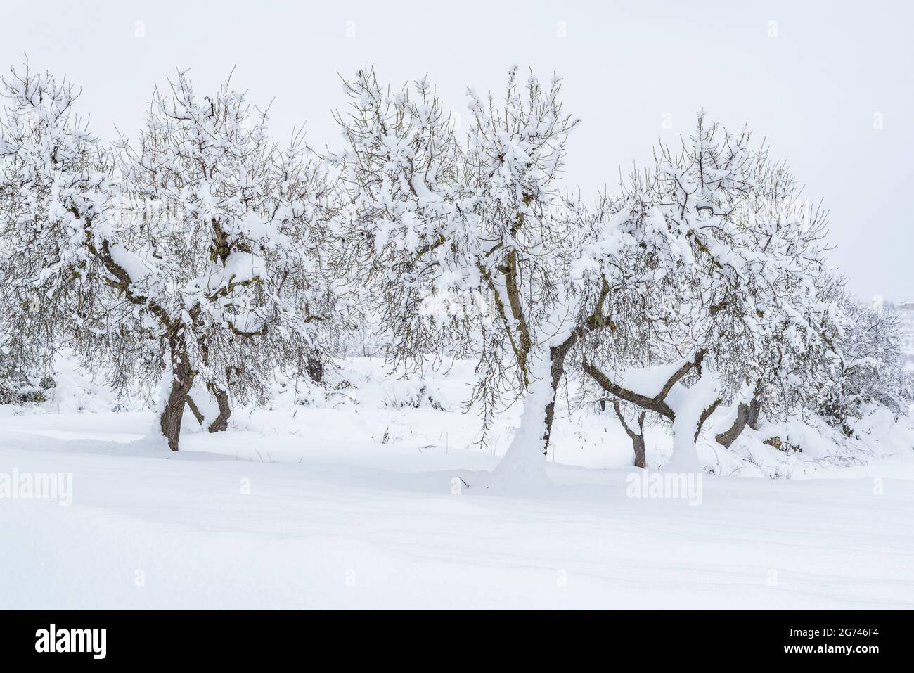 Champs d'arbres fruitiers près du village d'Ulldémolir pendant une chute de neige hivernale (Priorat, Tarragone, Catalogne, Espagne) ESP: Campos de árboles frutales al Priorat Banque D'Images