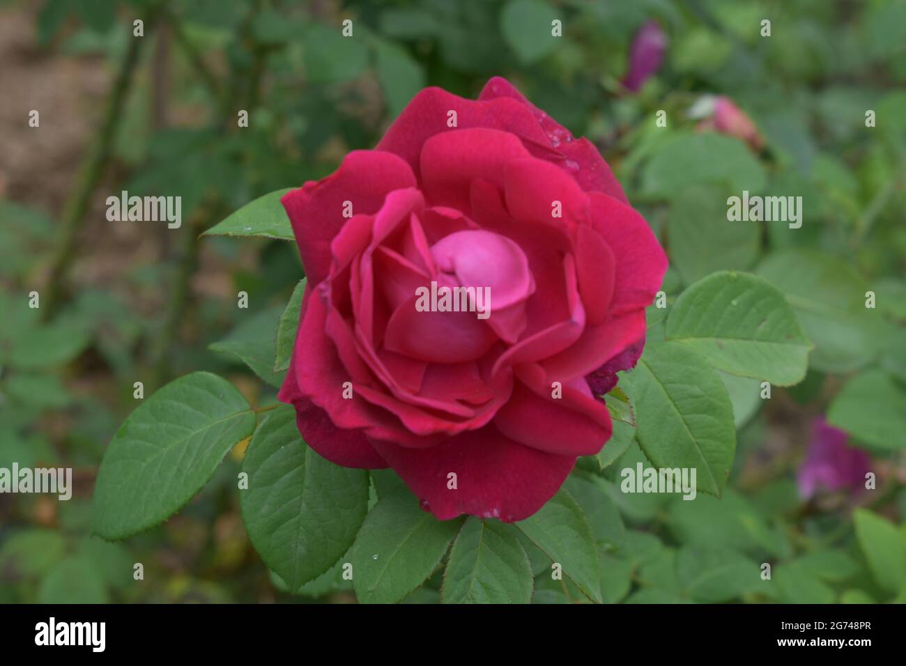 Un gros plan d'une rose de Chine pourpre croissant dans le jardin Banque D'Images