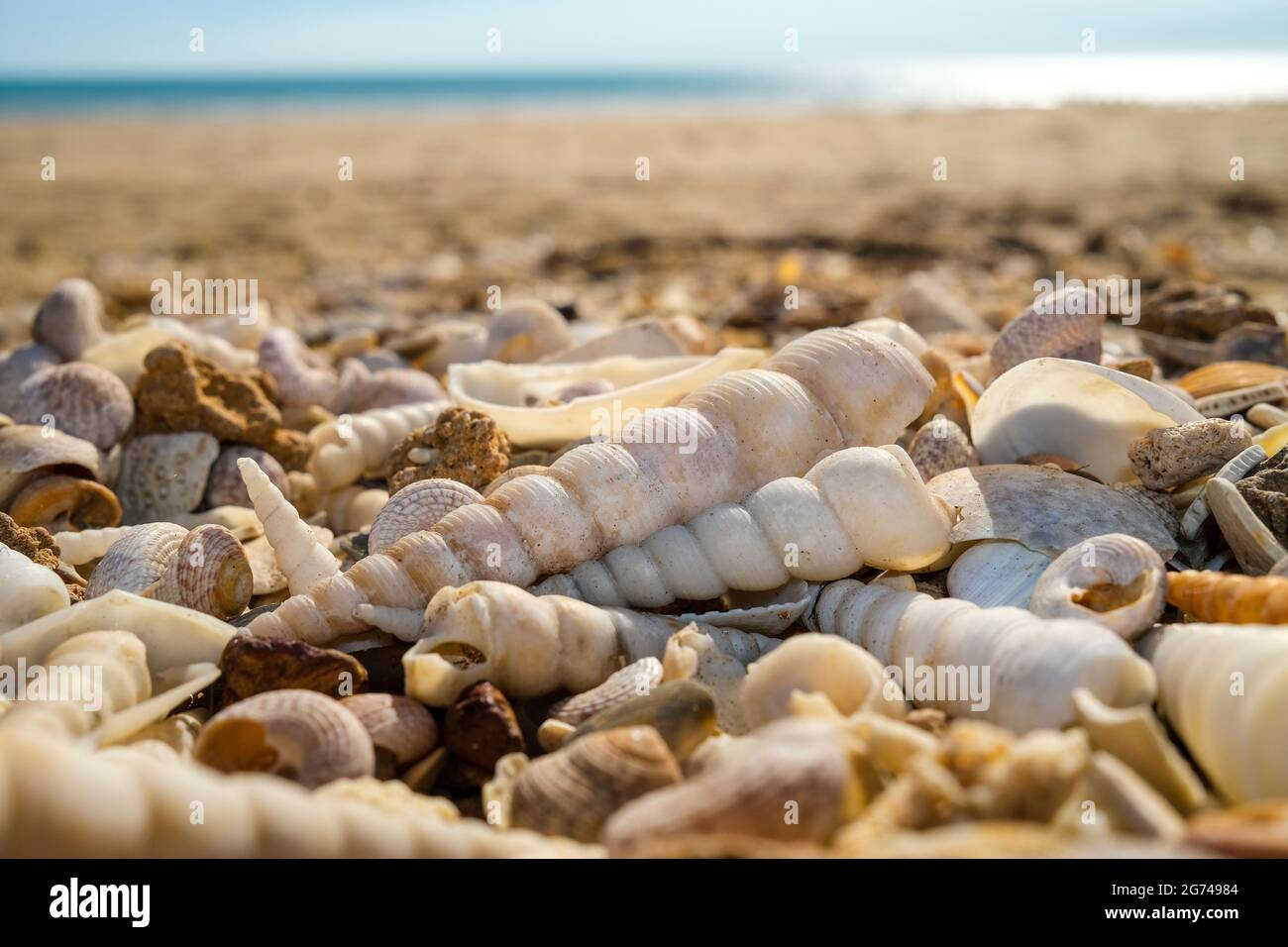 Les coquillages à la plage Banque D'Images