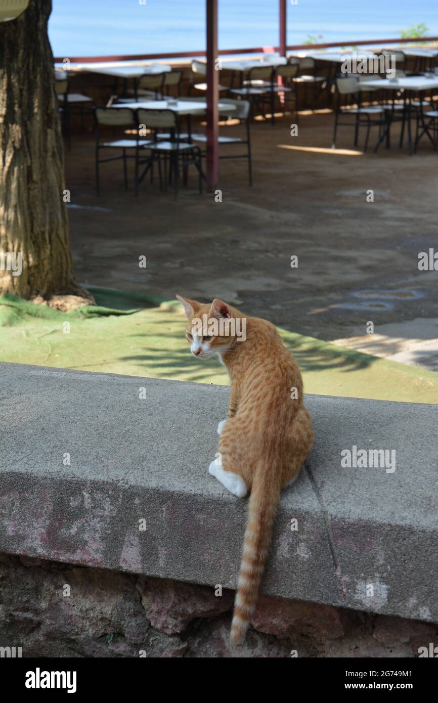 Un chat orange sauta sur la clôture d'un restaurant près de la mer. Banque D'Images