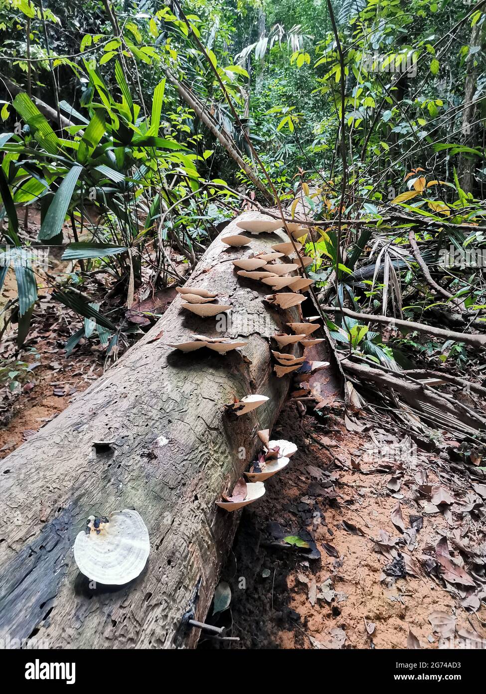 Champignons sur un tronc d'arbre mort tombé dans la forêt tropicale. Champignons les champignons poussent sur des billes récemment coupées ou tombées. Bois fraisé, bois roté en tr Banque D'Images