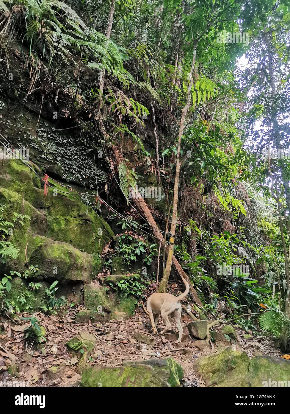 Chien marchant sur un sentier de randonnée dans la forêt tropicale ou la jungle avec la pierre de roche mossy et les arbres denses de la forêt tropicale. Gunung Panti, Malaisie Banque D'Images