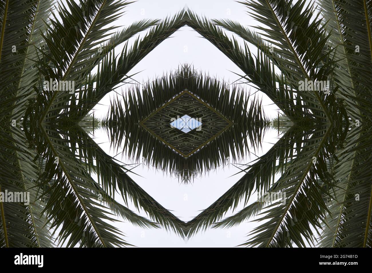 Une image miroir des branches de palmier - parfait pour les fonds d'écran  esthétiques Photo Stock - Alamy
