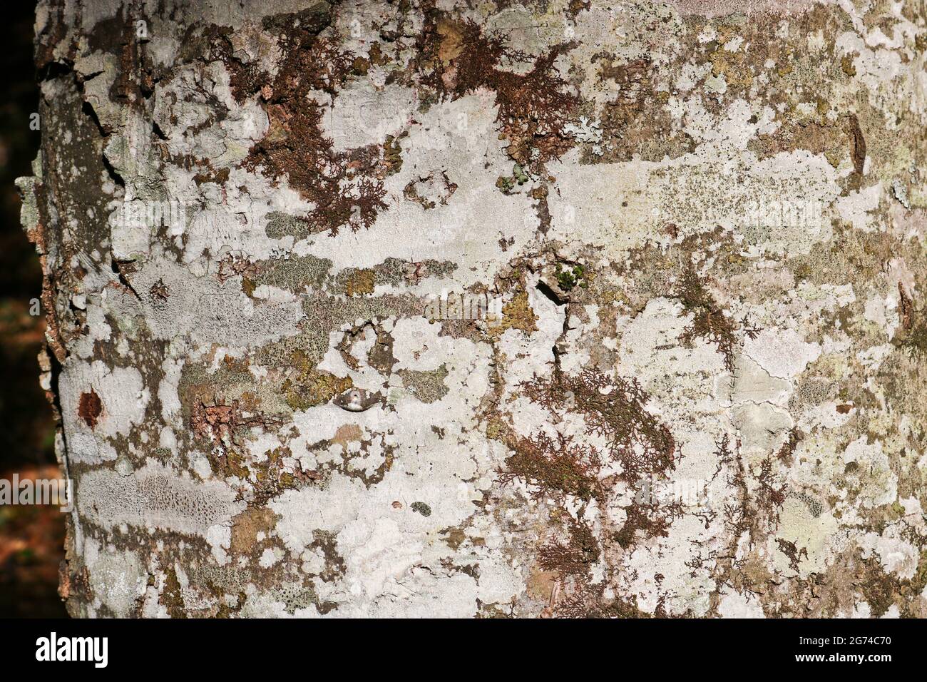 La texture de l'écorce d'un hêtre, avec de petites taches de mousse et de lichen. Banque D'Images