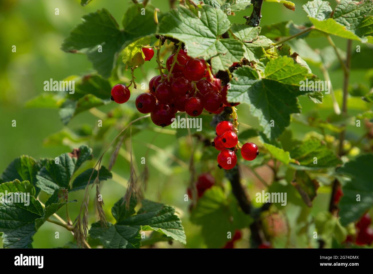 gros plan des baies comestibles rouges translucides suspendues du cassis sur les branches Banque D'Images