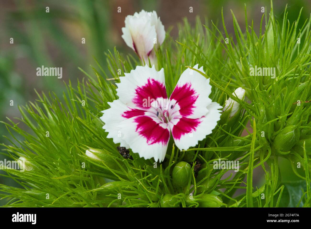 Une plante de jardin biennale parfumée populaire, Sweet William ou Dianthus barbatus. Mise au point sélective, gros plan. Banque D'Images