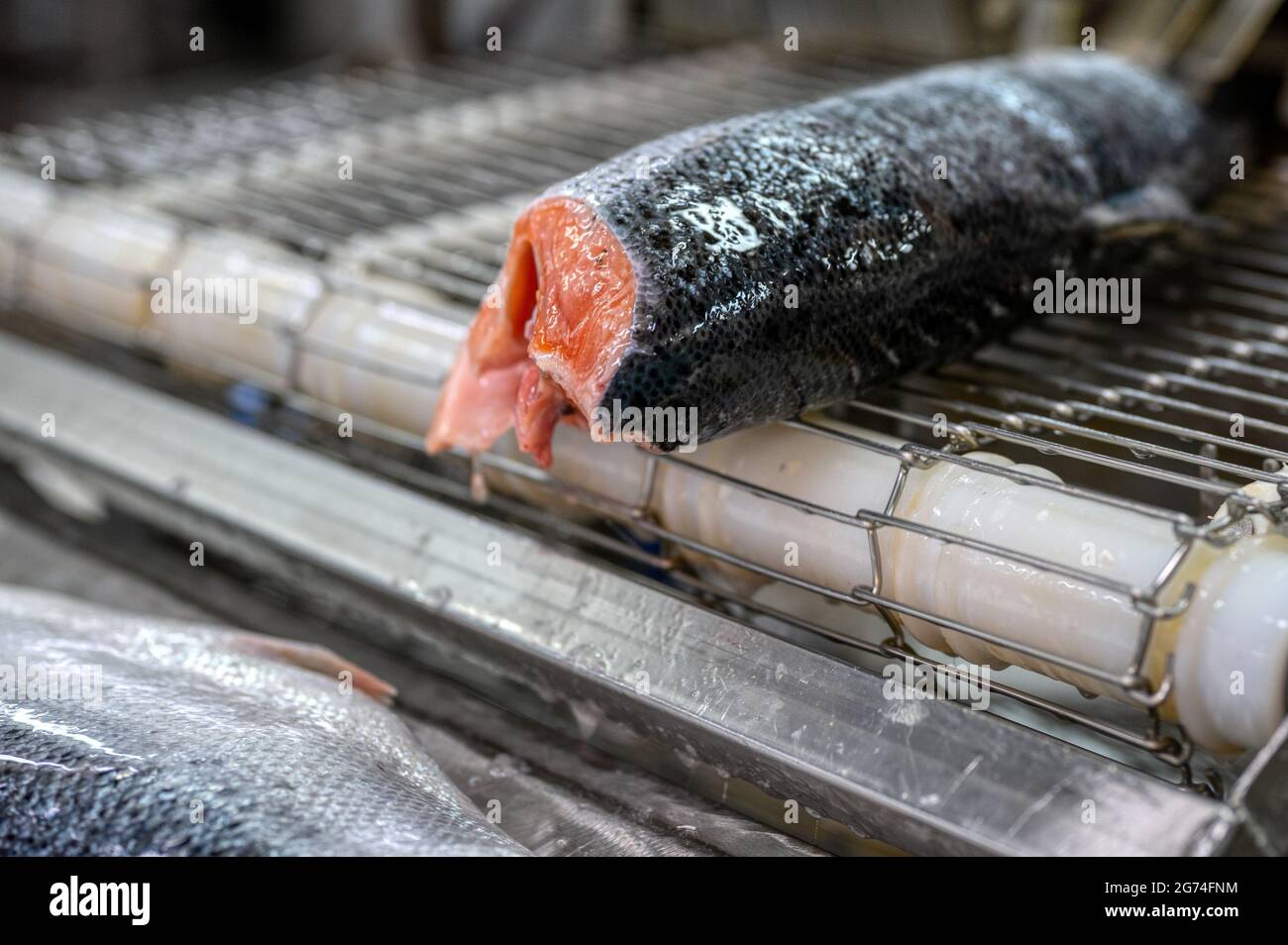 Les carcasses de saumon et de truite sans tête et évidées se trouvent sur une courroie transporteuse. Banque D'Images