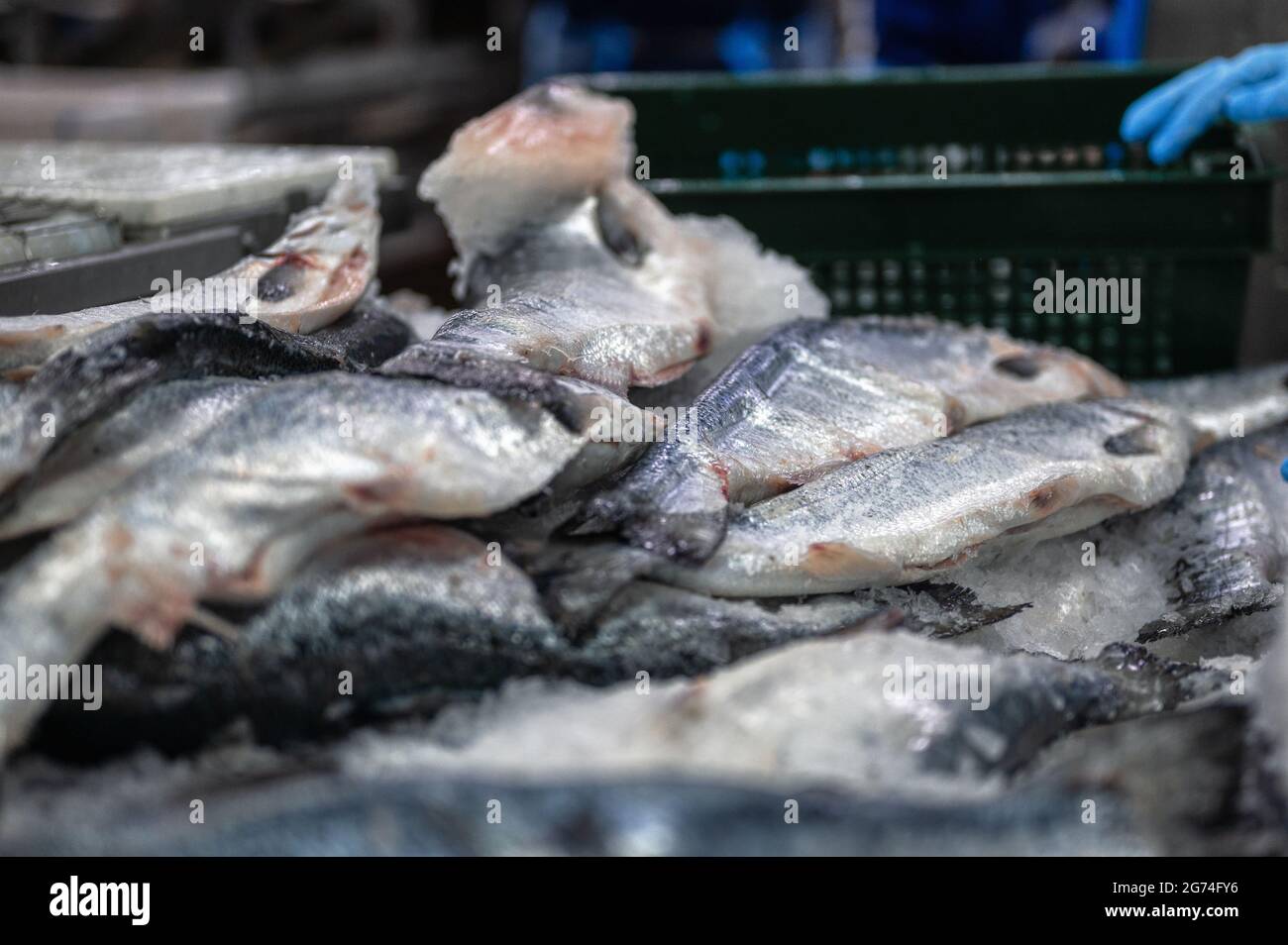Carcasses de truite et de saumon congelées. Banque D'Images