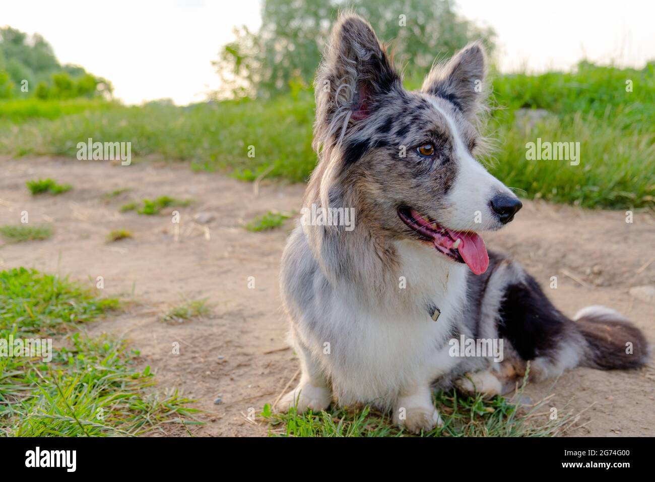 Gilet Welsh Corgi sur gazon vert en extérieur Banque D'Images