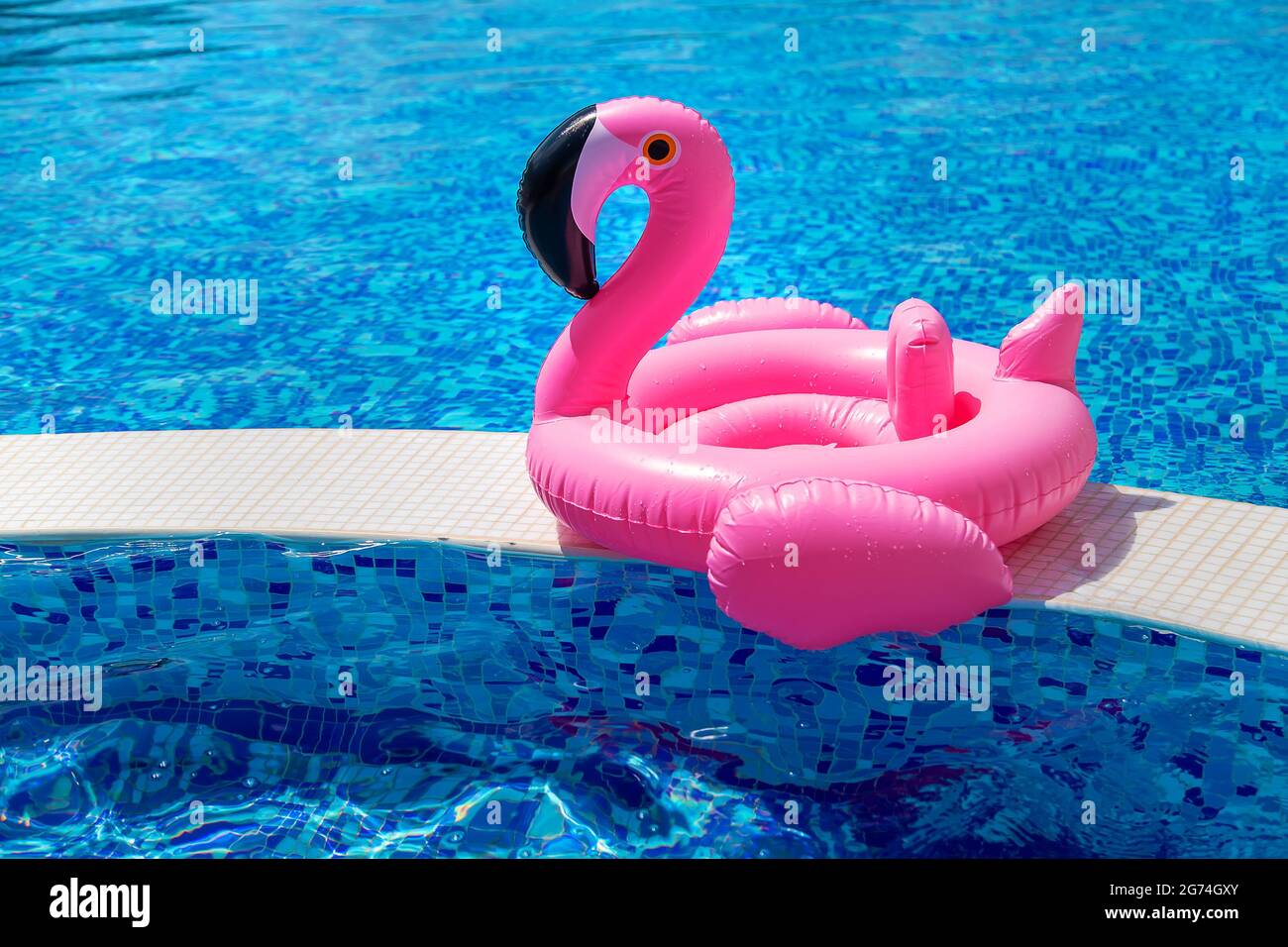 Cercle de flamants roses dans la piscine. Mise au point sélective. Eau. Banque D'Images