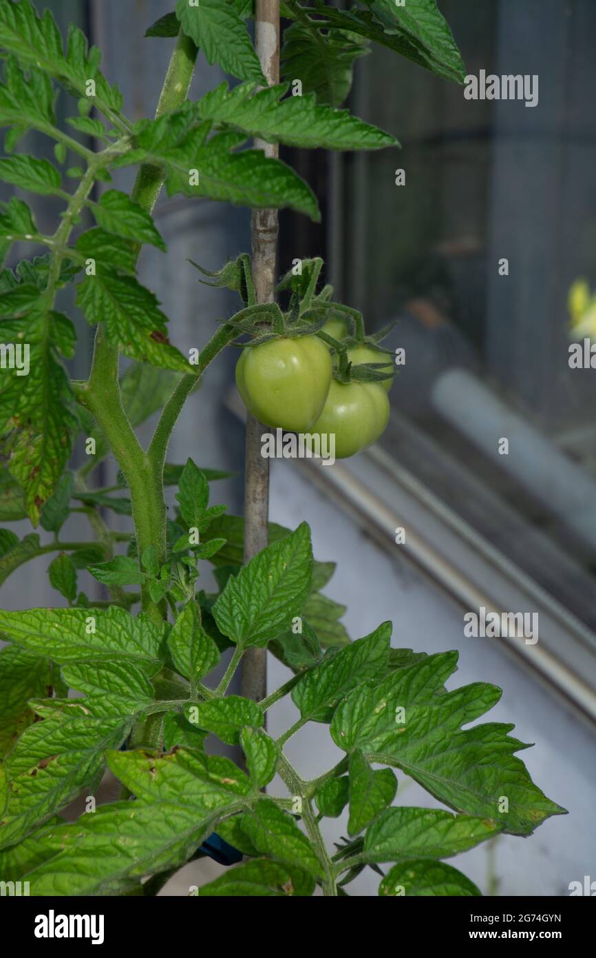 tomates non mûres sur plante à l'extérieur sur une façade de maison protégée contre les intempéries Banque D'Images
