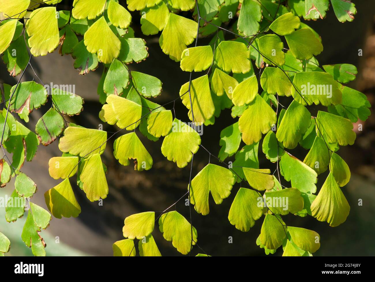 Adiantum, le maidenhair fougères vertes feuilles sur la mise au point peu profonde Banque D'Images