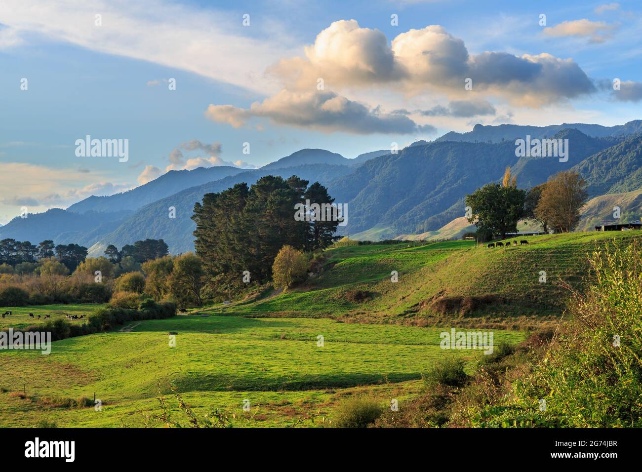 Un paysage rural dans les contreforts des montagnes Kaimai, région de Waikato, Nouvelle-Zélande Banque D'Images