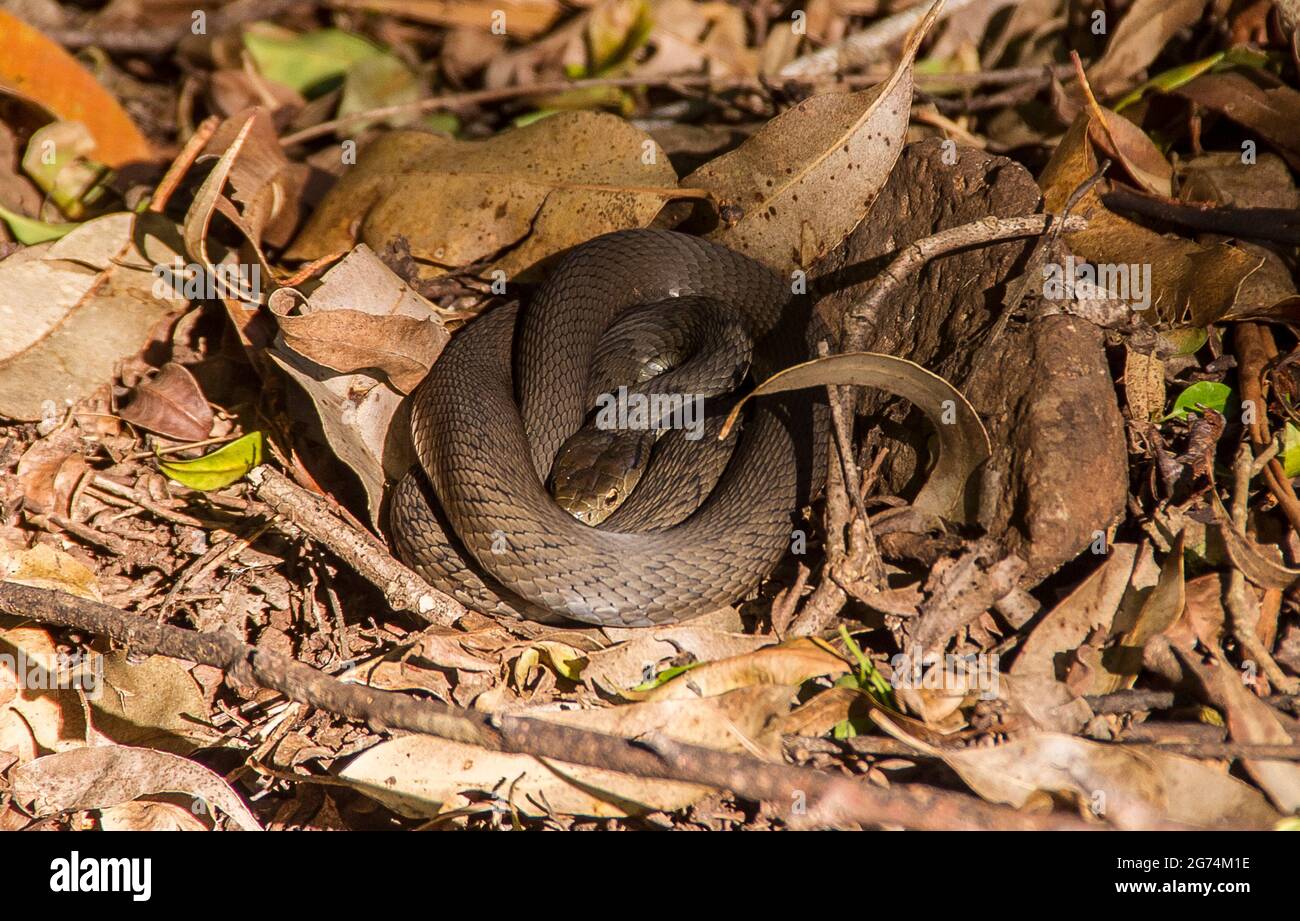 Fouet de serpent à face jaune, Demansia psammophis, enroulé et dormant sur le fond de la forêt dans la forêt tropicale sous-tropicale, Tamborine Mountain, Australie. Été. Banque D'Images