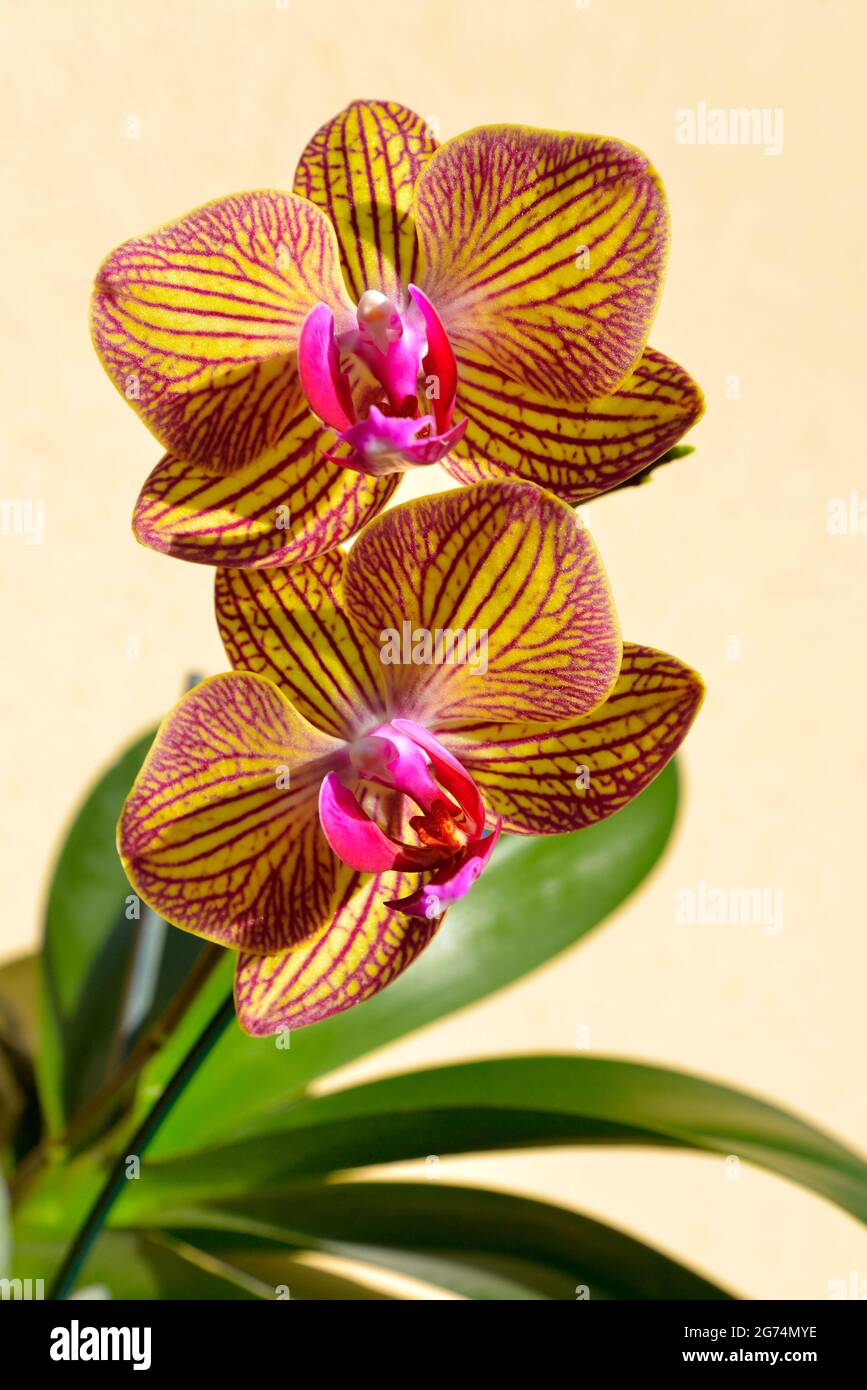 Gros plan sur les orchidées jaunes et rouges (Orchis) sur fond jaune Banque D'Images