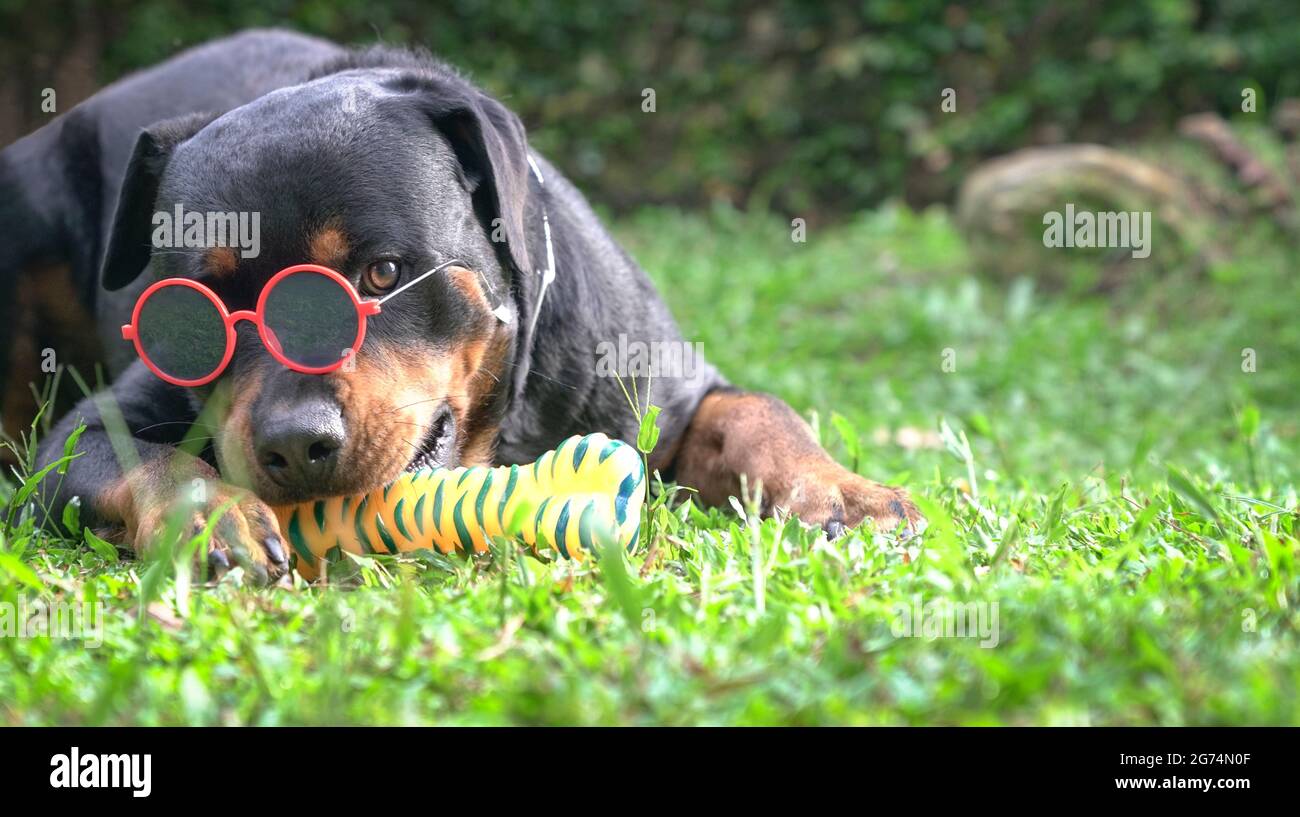 Rottweiler chien portant des lunettes de soleil, aspect drôle et cool. Copier l'espace. Banque D'Images