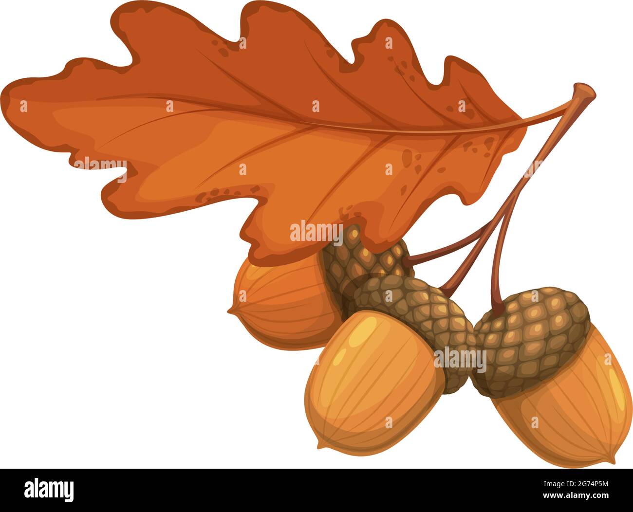 Corne de chêne d'automne avec feuilles sèches icône vecteur. Feuillage tombé de dessin animé, graine d'arbre sèche, branche et feuille de couleur brune, élément de conception, objet isolé o Illustration de Vecteur