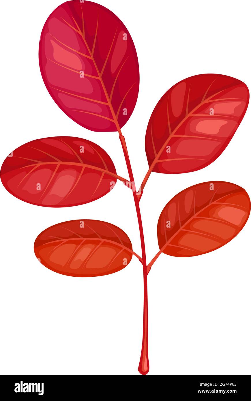 Icône de vecteur de feuille d'acacia d'automne, feuillage de dessin animé, feuille d'arbre tombée de couleur rouge, élément de design isolé objet naturel sur fond blanc, signe Illustration de Vecteur