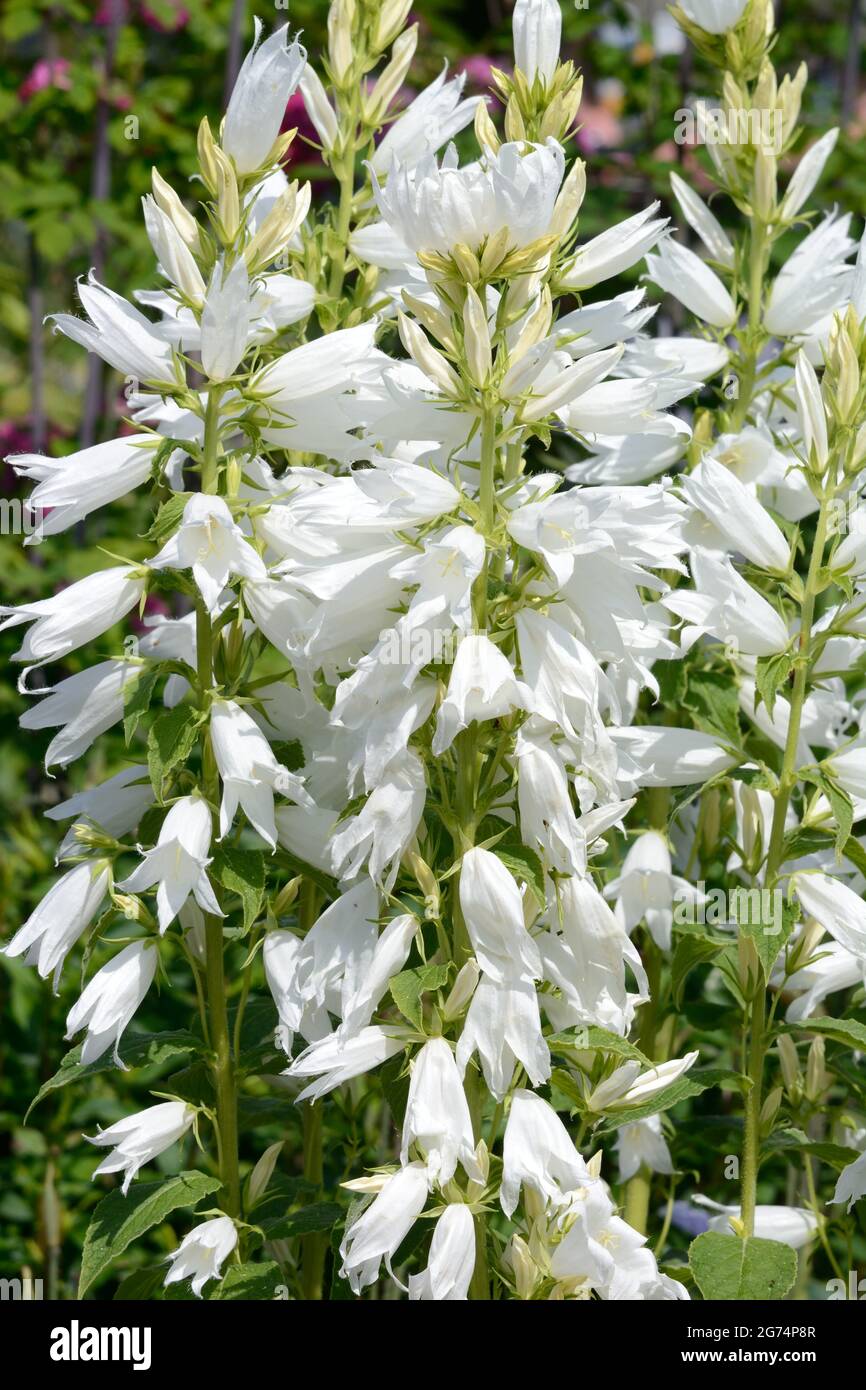 Campanula latifolia var matrantha Alba grandes tiges raides à fleurs larges feuillues portent des fleurs blanches pures en forme de cloche Banque D'Images