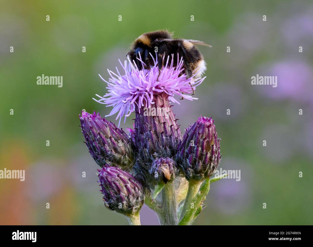 Une abeille Bumble à queue blanche (Bombus lucorum), pollinisation d'une fleur de Thistle Banque D'Images