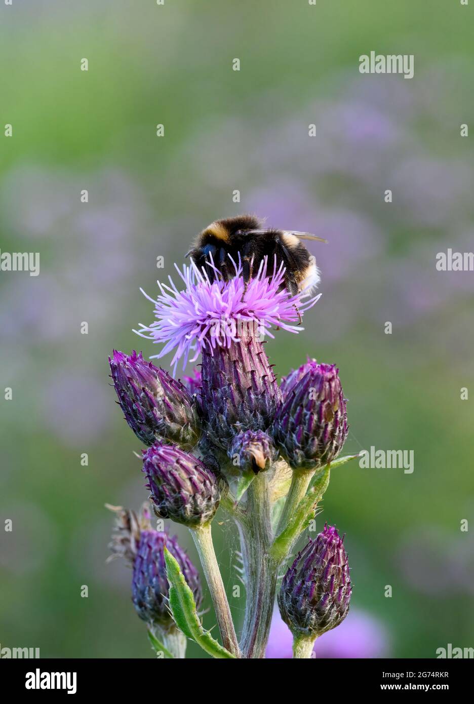 Une abeille Bumble à queue blanche (Bombus lucorum), pollinisation d'une fleur de Thistle Banque D'Images